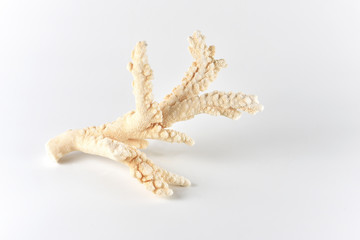 Corals for aquarium decoration and interior design