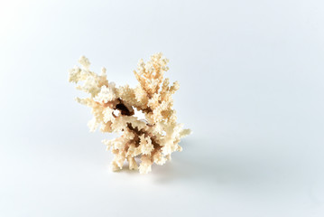 Corals for aquarium decoration and interior design