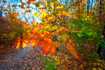 closeup red maple tree branch in a forest, autumn park scene