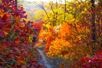 road through varicoloured vivid autumn park, good for natural outdoor background