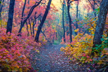Naklejka na ściany i meble road through varicoloured vivid autumn park, good for natural outdoor background