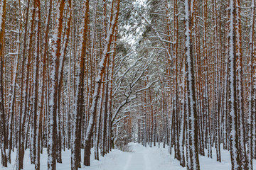 winter pine forest in a snow, quiet pale winter outdoor scene, nice natural background, rows of slender tree in a snow