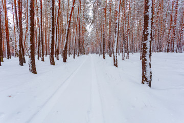 road through the winter pine forest in a snow, quiet pale winter outdoor scene, nice natural background, rows of slender tree in a snow