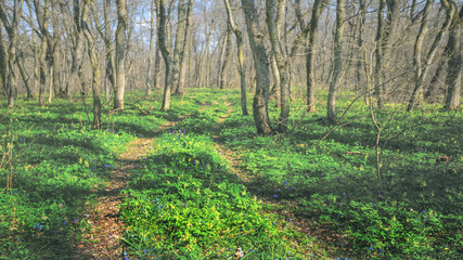 ground road in the beautiful green summer forest, forest glade with fresh green grass and flowers