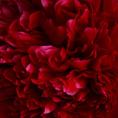 Floral wallpaper, petals of a dark red peony, macro.