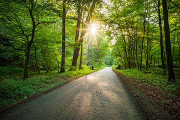 Wald-Wanderweg Hohenstein Süntel im Gegenlicht