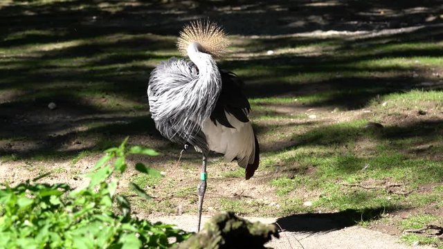 beautiful black crowned crane, Balearica pavonina