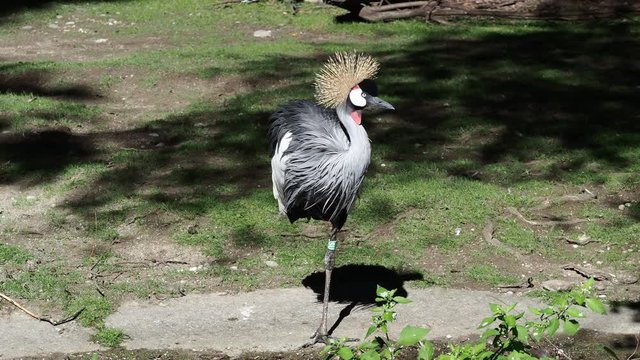beautiful black crowned crane, Balearica pavonina