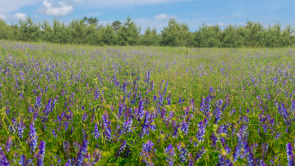 beautiful summer prairie with flowers, summer outdoor panoramic background, green field with flowers