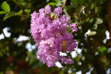 flowers of lilac