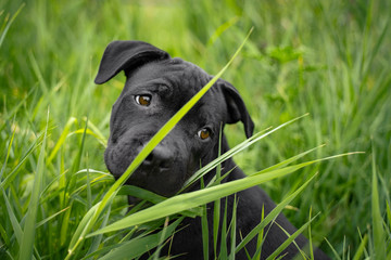 portrait of a  cute puppy staff bull dog, playing in green grass, sad looking,  for a walk in the summer park
