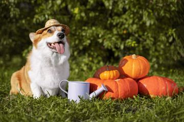 Welsh Corgi prepares to celebrate Halloween and lies happy outdoors