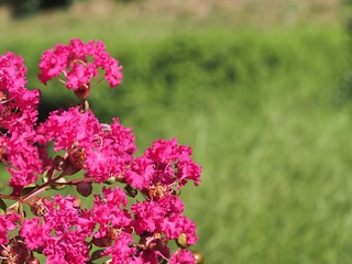 サルスベリの花のアップ