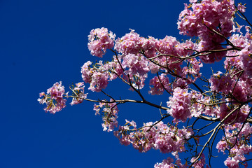 flowers and blue sky