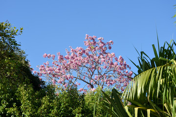 flowers and blue sky