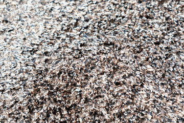 Close up the Carpet Texture