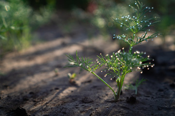 Stem of dill on the soil with dew on the leaves. Sun spots on the ground. Blurred green background in the background. Horizontal orientation. Warm tone.