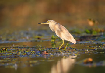 squacco heron (Ardeola ralloides) in the winter plumage filmed in soft morning light. Keeps in its beak caught prey - a large loach. Unusual angle and close-up photo