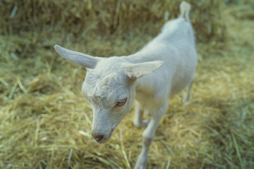 Obraz premium A white goat is grazing outdoors in the park.