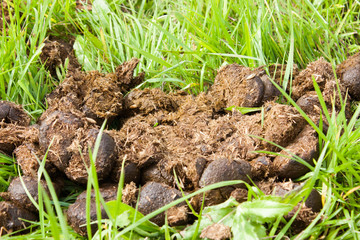 natural fresh horse manure on the grass, selective focus