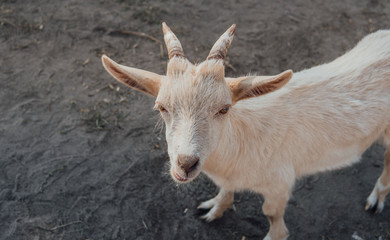 Fototapeta premium A white goat is grazing outdoors in the park.