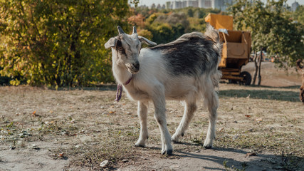 A white goat is grazing outdoors in the park.