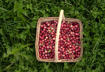 the cranberries in the basket stand on the bright green grass. The view from the top.