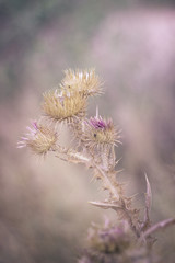 A beautiful wild cardo in the middle of the field