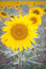 A sun flower in a field of sunflowers