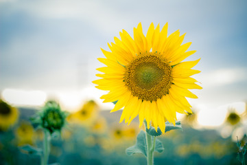 A sun flower in a field of sunflowers