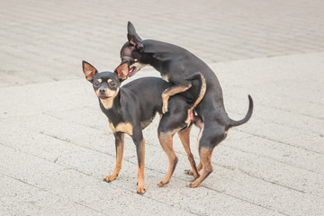 A couple of dogs mating in the street 
