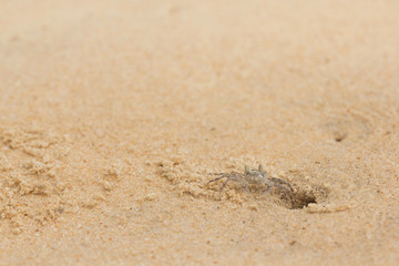 Little crab on the golden sand near the hole. A wary tiny crab in the natural environment near a sandy hole house.