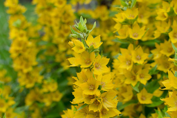 Yellow bells flowers of Lysimachia punctata in summer garden