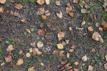 texture of autumn ground cover
