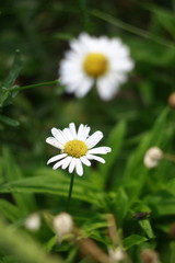 Obraz premium Macro Flovers