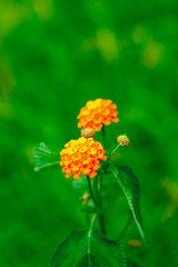 Lantana various color bloom in the garden