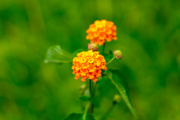 Lantana various color bloom in the garden
