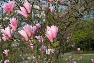 Obraz premium Flowering magnolia tree with white and pink flowers