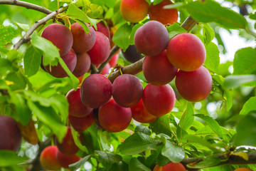 Cherry plum