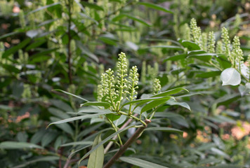 Prunus laurocerasus, cherry laurel, common laurel or English laurel