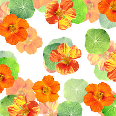 Beautiful floral background of orange nasturtiums. Isolated