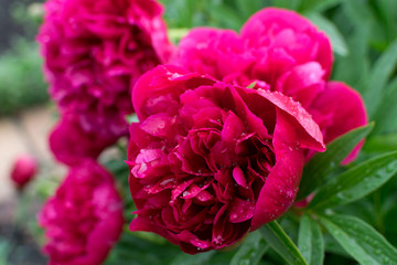 Beautiful red peony or paeony with buds and leaves