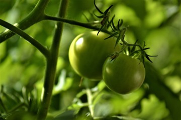 Unreife Tomate