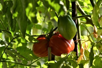 Tomate im Garten
