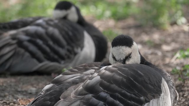 White faced barnacle geese sleeping on the grass