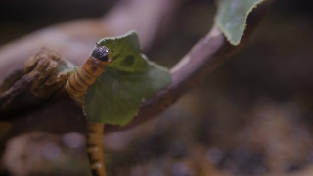 Zophobas morio worm crawls on leaf - close up view. . Exotic animal, insect, macro and wildlife concept