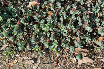 Sedum ewersii, Crassulaceae or stonecrop close up