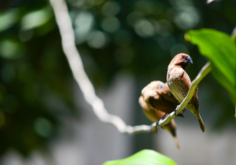small brown bird hanging electric wire