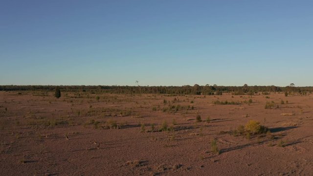 kangaroos in the outback