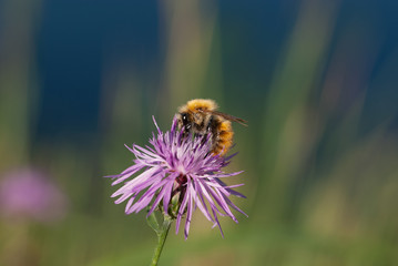 l'ape prende il nettare dal fiore